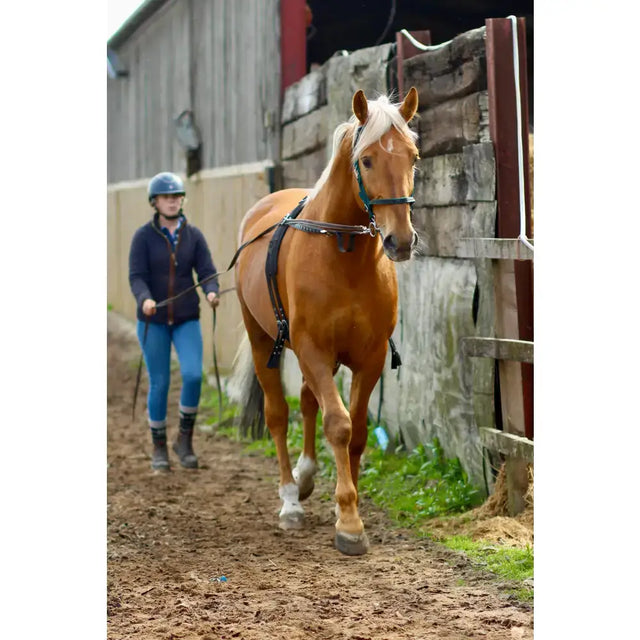 A light brown horse with white mane wearing black leather harness walking on dirt path using long reins for equestrian training