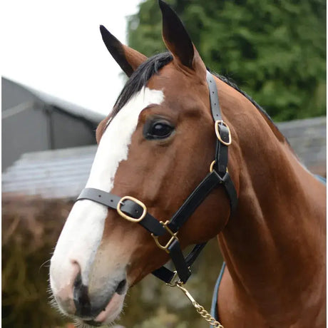 A brown horse wearing a mackey classic leather headcollar with gold hardware and a white blaze on its face