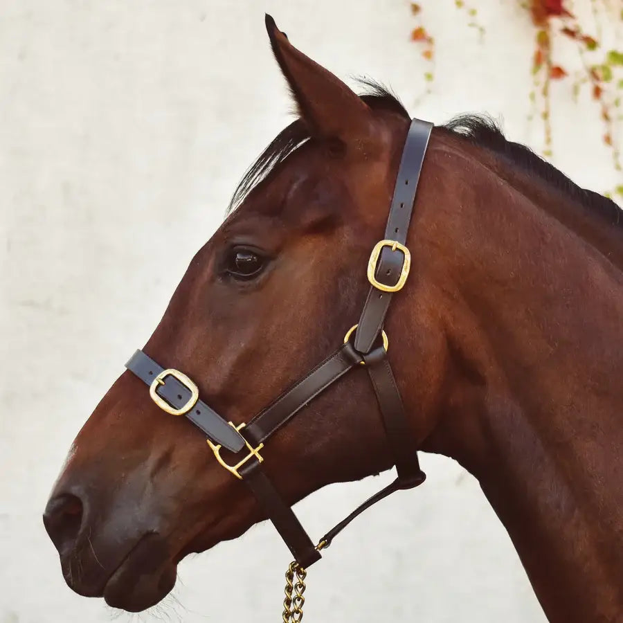 Dark brown leather mackey classic leather headcollar with gold metal buckles and chain attachment for horses