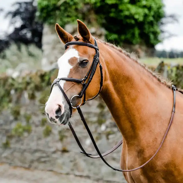 A brown horse wearing a black leather mackey classic padded grackle bridle with a white blaze on its face