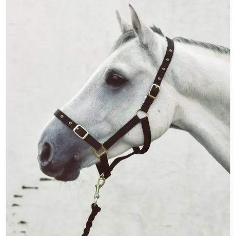 Mackey Economy Webbing Headcollar Black Foal Headcollars