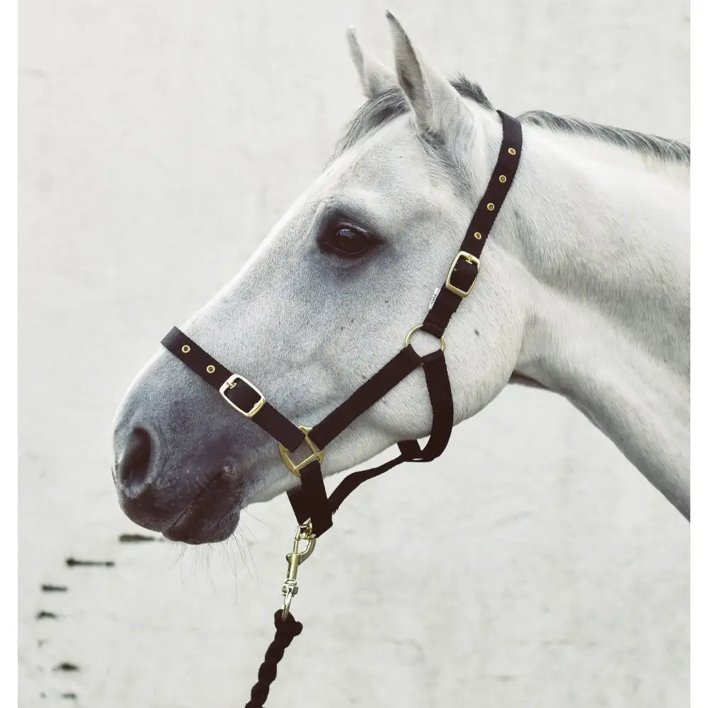 Black leather mackey economy webbing headcollar with gold toned buckles and hardware for horses