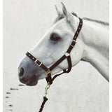 Black leather mackey economy webbing headcollar with gold toned buckles and hardware for horses