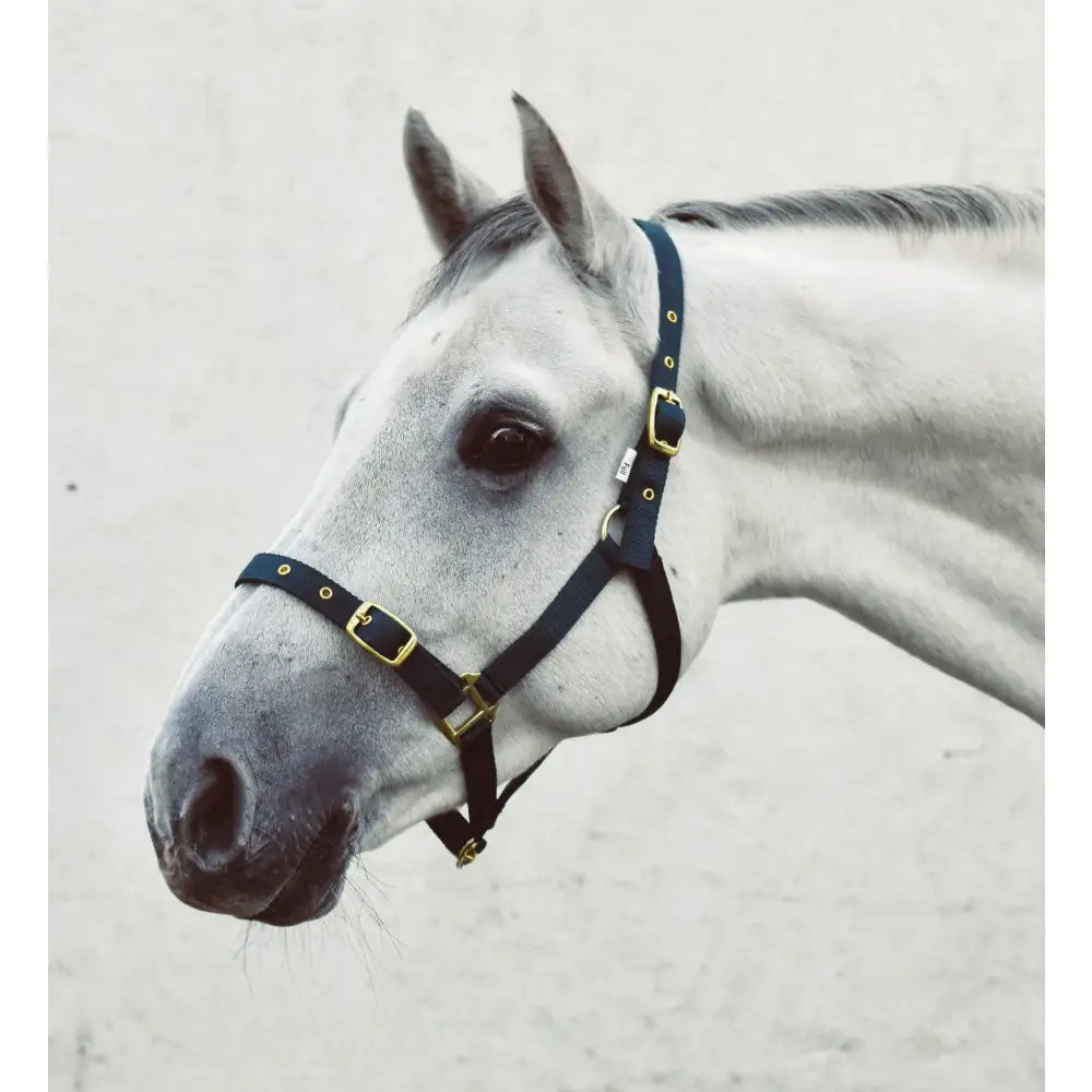 Black leather economy webbing headcollar with gold-tone metal buckles from mackey economy webbing line