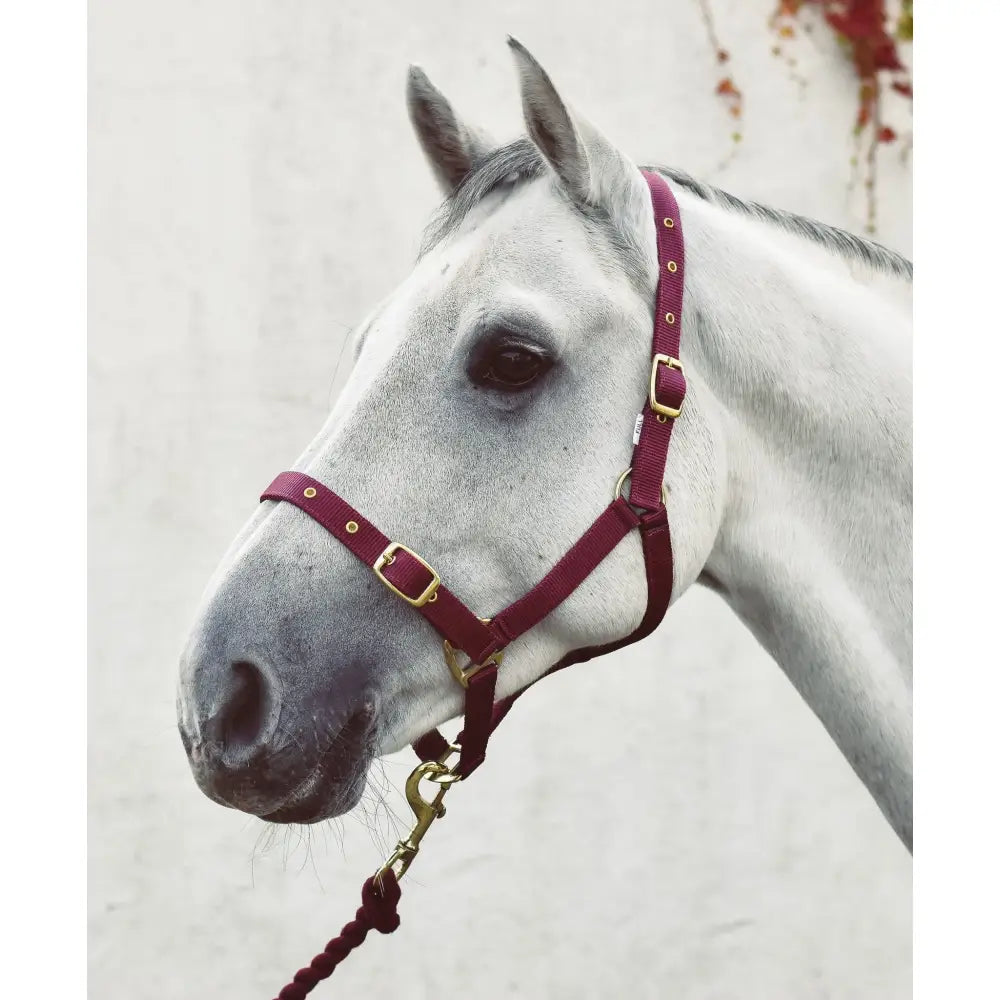 A rich burgundy leather mackey economy webbing headcollar with gold-toned metal buckles and hardware