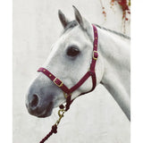 A rich burgundy leather mackey economy webbing headcollar with gold-toned metal buckles and hardware