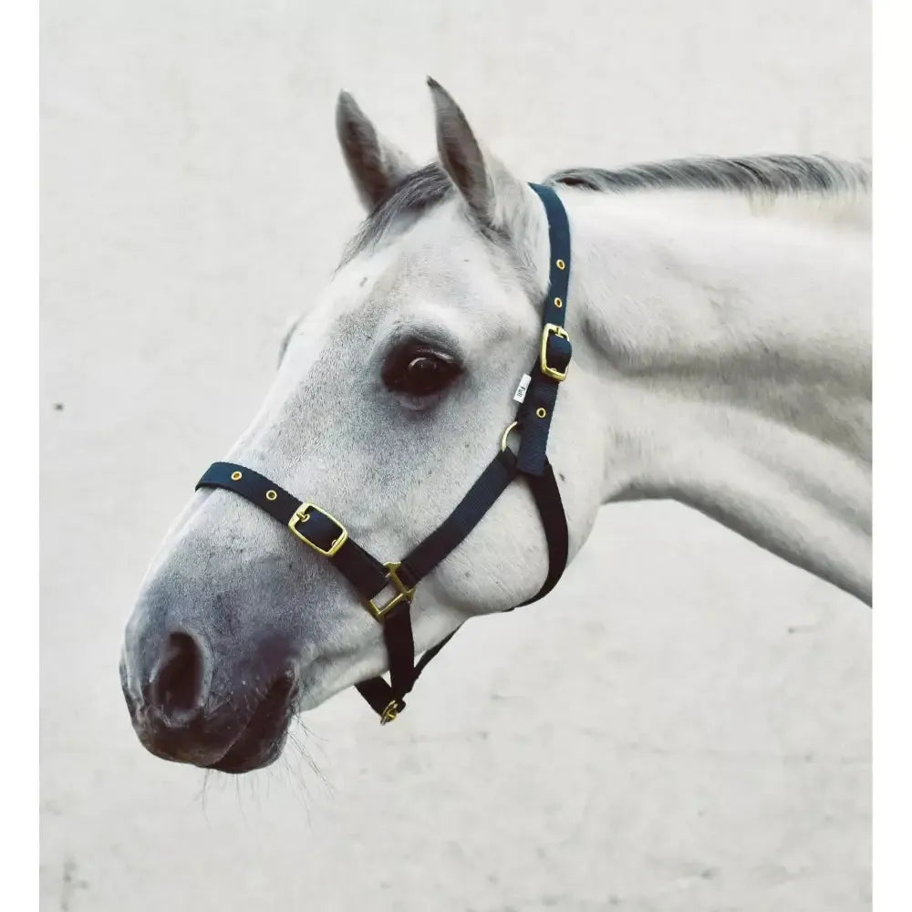 Mackey Economy Webbing Headcollar Navy Foal Headcollars