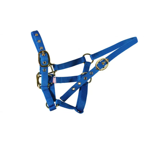 Bright blue mackey equisential nylon headcollar with brass-colored buckles and rings for horses
