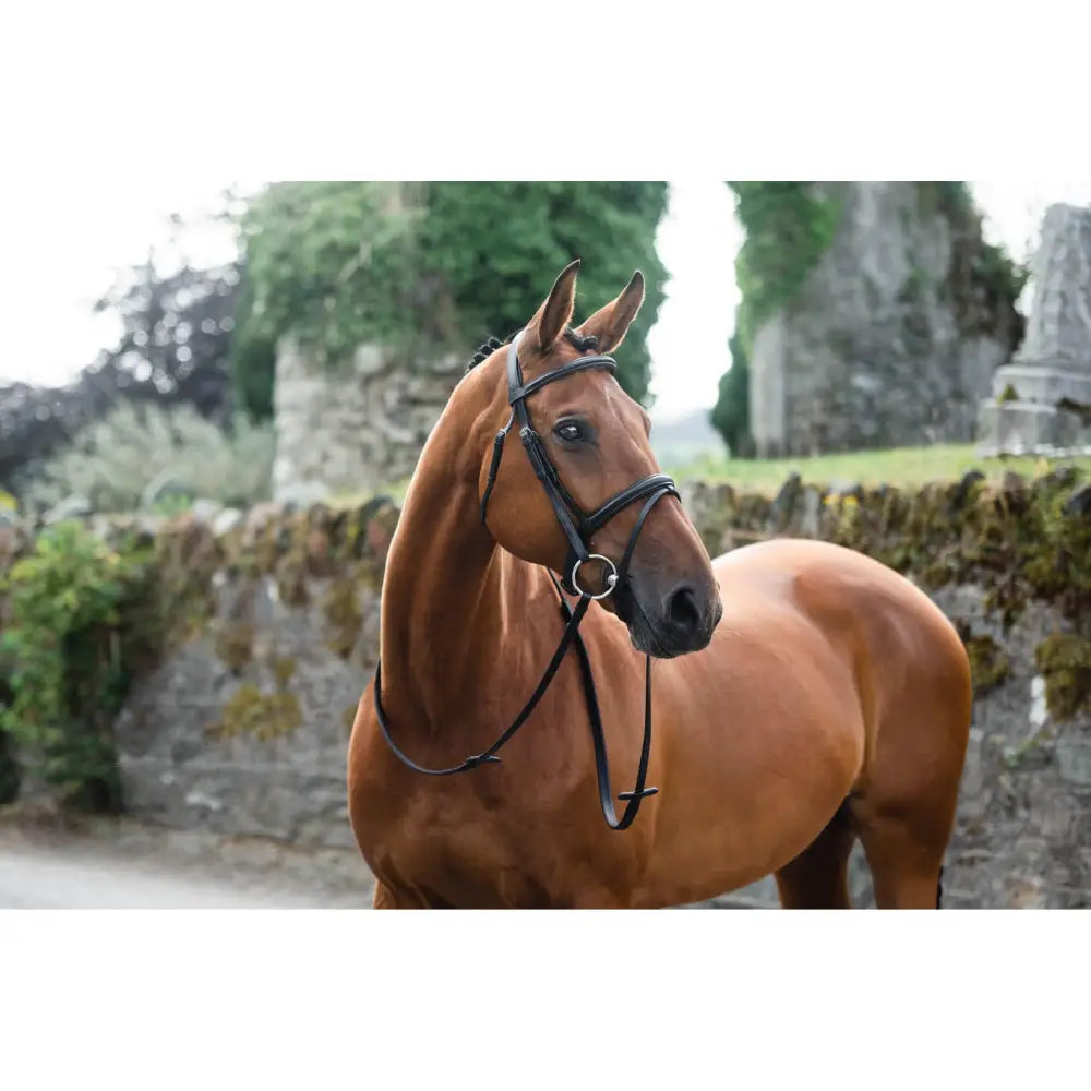 A sleek chestnut horse wearing a mackey legend flash bridle with legend cheek pieces in finest european leather stands poised