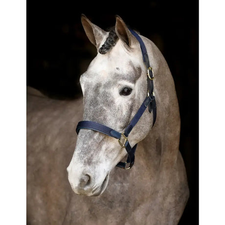 A navy blue leather mackey safety headcollar field safe with gold-toned metal hardware for safety and style