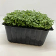 Fresh green mustard cress microgreens growing in a black plastic tray perfect for equestrian supplies snack or credit card promo