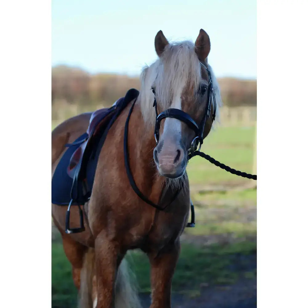 A light brown horse with a white mane wearing a black soft webbing neckstrap for equestrian use outdoors