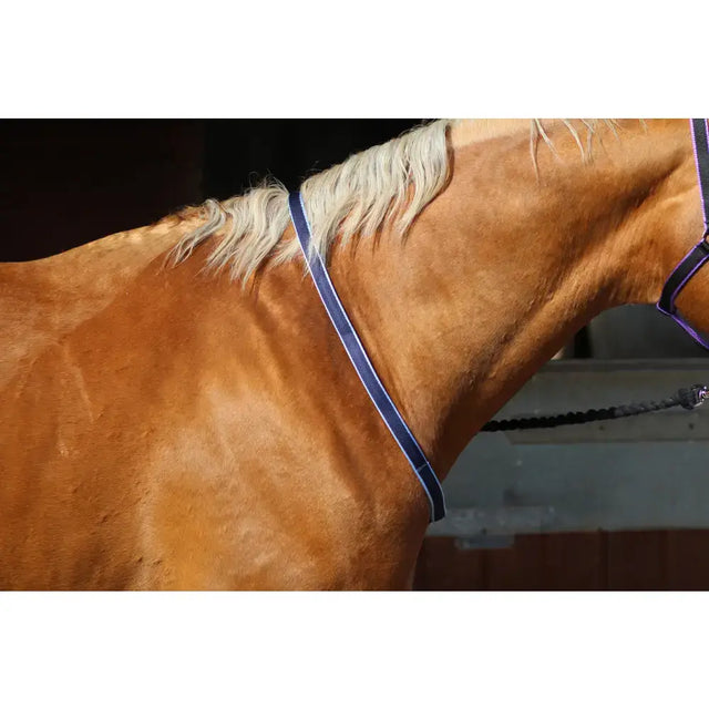 A sleek navy blue neckstrap with soft webbing and subtle white trim fitted on a chestnut horse for equestrian use