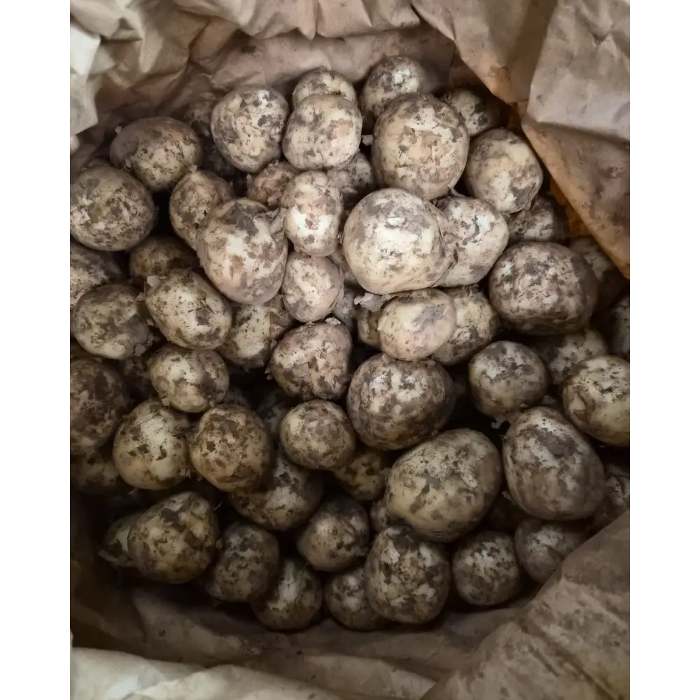 New Potatoes Braunton New Potatos vegetables