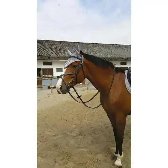 A brown horse wearing a gray mesh head covering with norton lux mexican grackle bridle figure 8 noseband