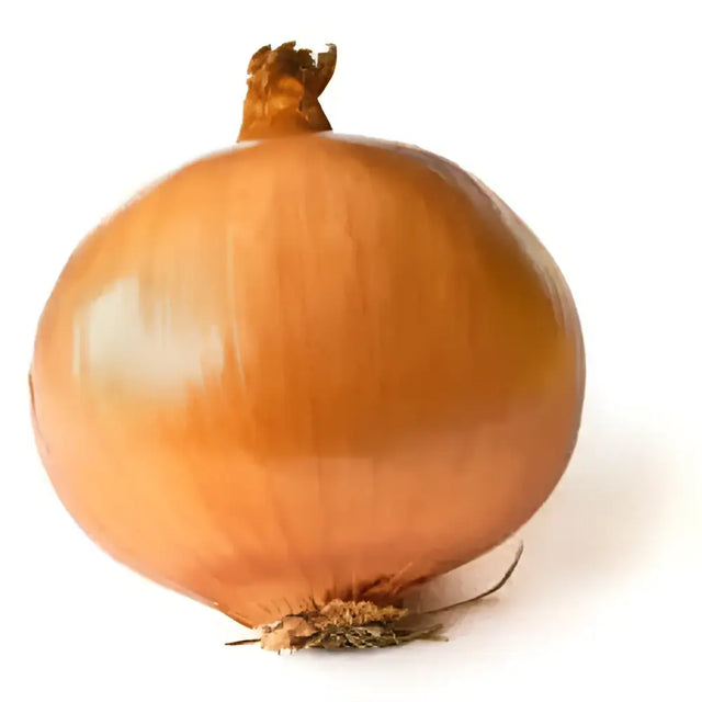 A whole round yellow onion with dry papery skin and greenish brown roots in equestrian supplies credit card promo