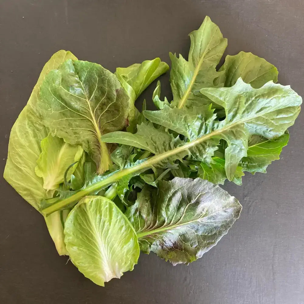 Fresh organic chicory leaves with vibrant green shades and crisp textures from a certified farm tack shop