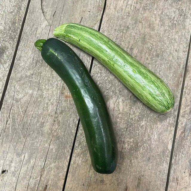 Two hand grown organic courgettes with dark green and light green striped skin from a certified farm