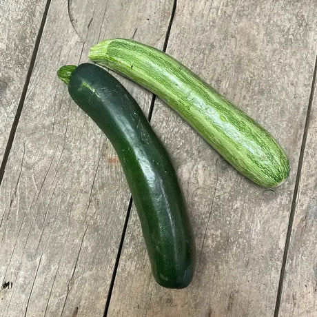 Two hand grown organic courgettes with dark green and light green striped skin from a certified farm