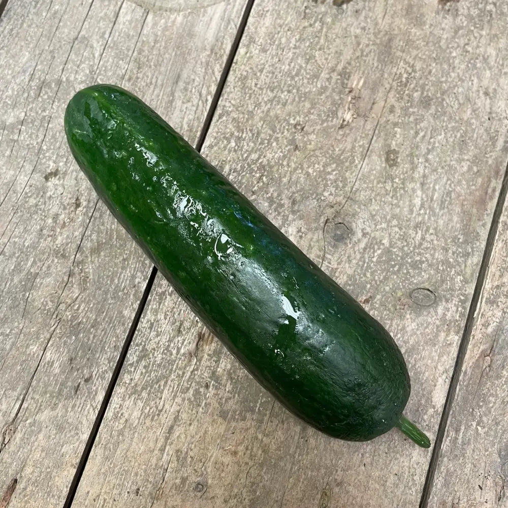 A fresh hand grown organic cucumber with glossy green bumpy skin and stem resting on a weathered wooden surface
