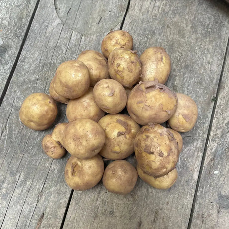 A pile of hand grown organic new potatoes with earthy brown skin on a weathered wooden certified farm surface