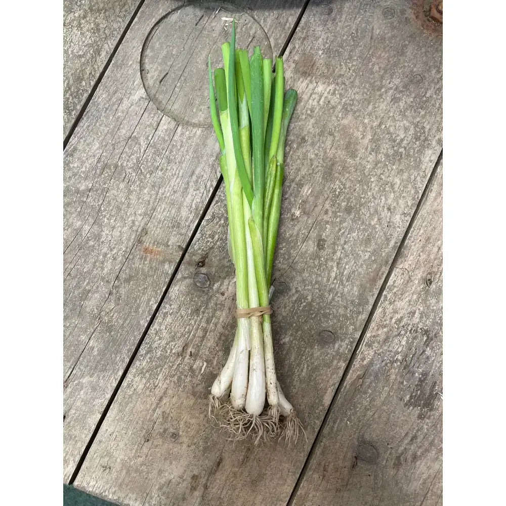 A fresh bunch of organic spring onions with white bulbs and green stalks perfect for salads with red cherry tomatoes