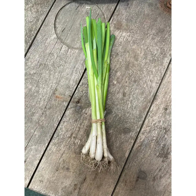 A fresh bunch of organic spring onions with white bulbs and green stalks perfect for salads with red cherry tomatoes