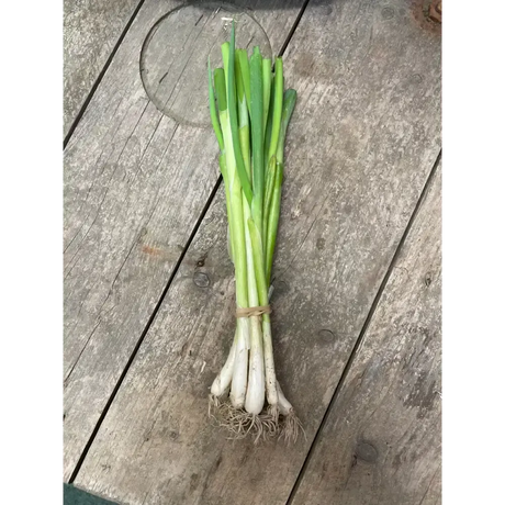 A fresh bunch of organic spring onions with white bulbs and green stalks perfect for salads with red cherry tomatoes