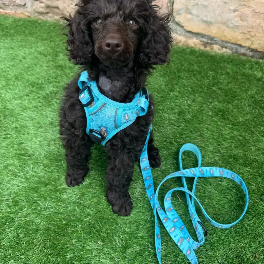 Otterly Lovely 5ft dog lead Pet Products
