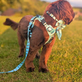 A brown fluffy dog wearing a sea otters light teal patterned harness with black buckles for otterly lovely 5ft lead