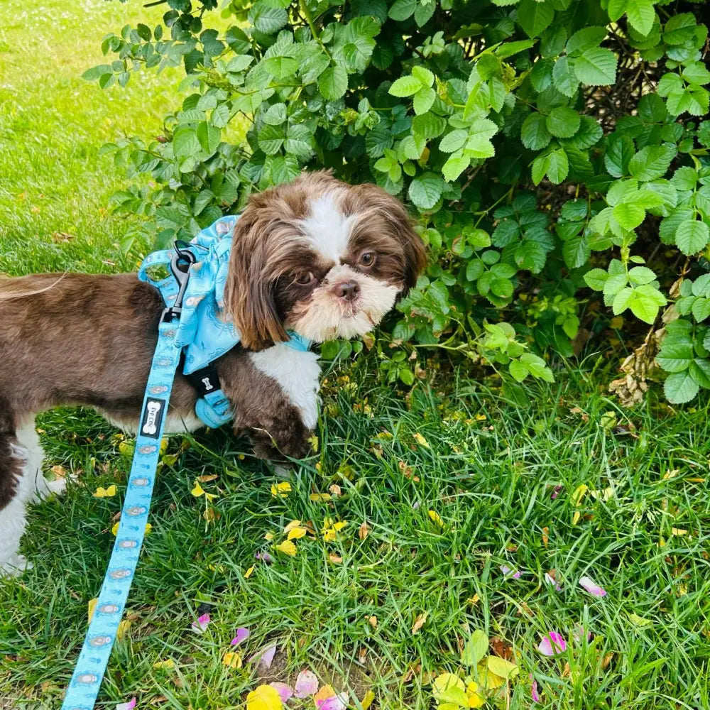 A small brown and white dog wearing an otterly lovely 5ft light teal leash with playful sea otters and black hardware