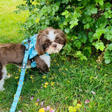 A small brown and white dog wearing an otterly lovely 5ft light teal leash with playful sea otters and black hardware