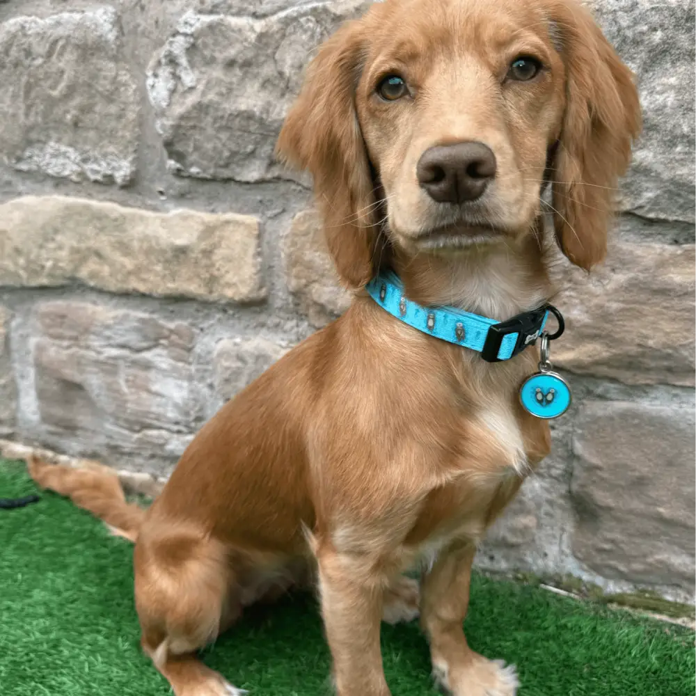Otterly Lovely Dog Collar XS 
