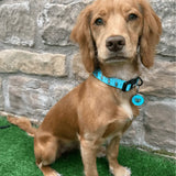 A golden retriever puppy wearing an aqua-blue adjustable otterly lovely dog collar with black hardware and a cute tag