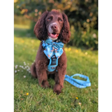 Otterly Lovely Sailor bow 🦦💙 Pet Products