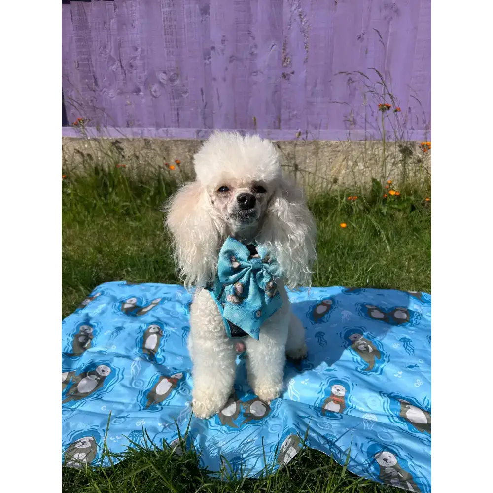 Otterly Lovely Sailor bow 🦦💙 Pet Products