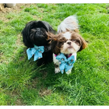 Otterly Lovely Sailor bow 🦦💙 Pet Products