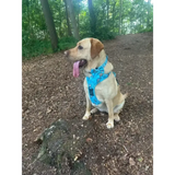 Otterly Lovely Tactical Dog Harness S 