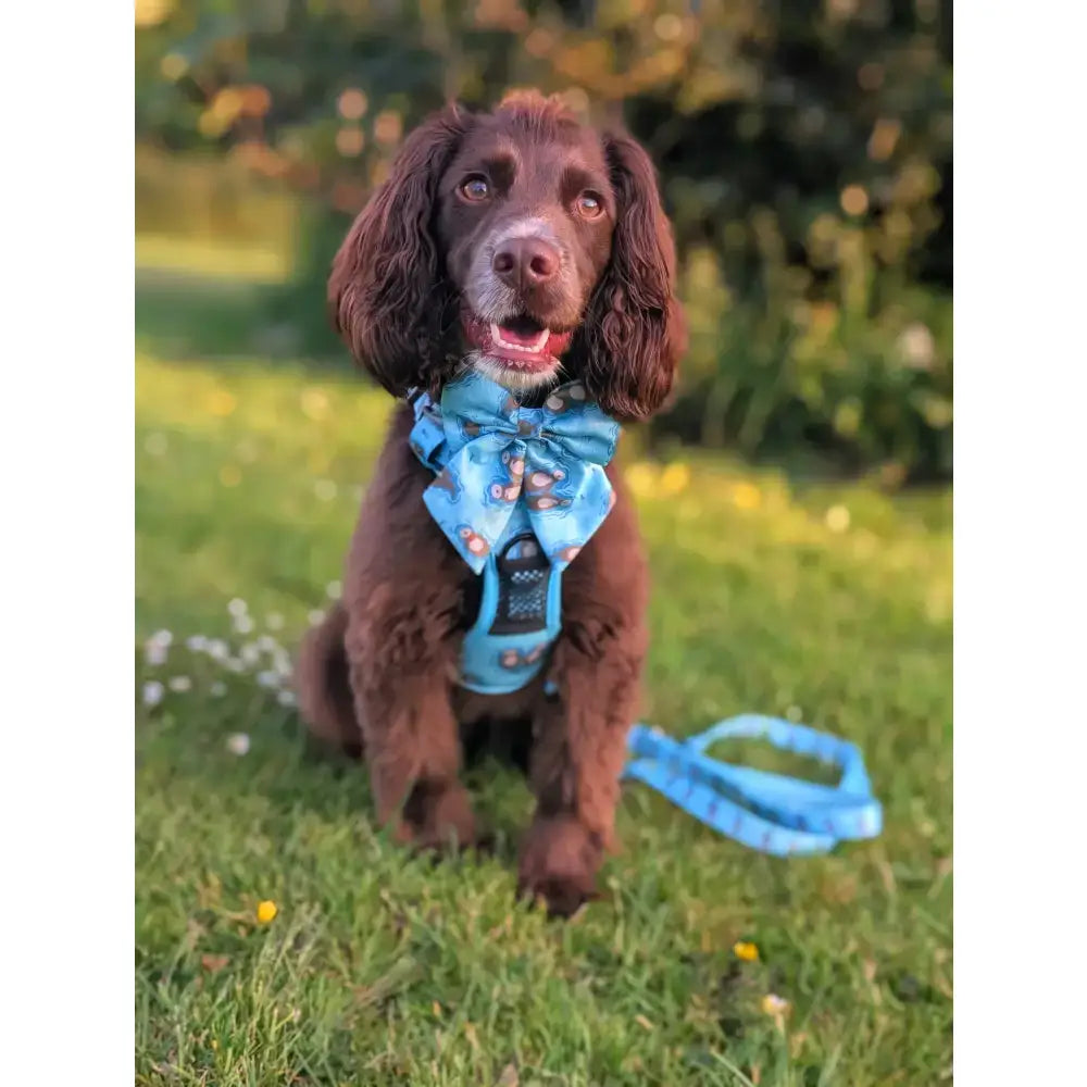 A brown dog wearing a blue patterned otterly lovely tactical dog harness designed for close control busy areas