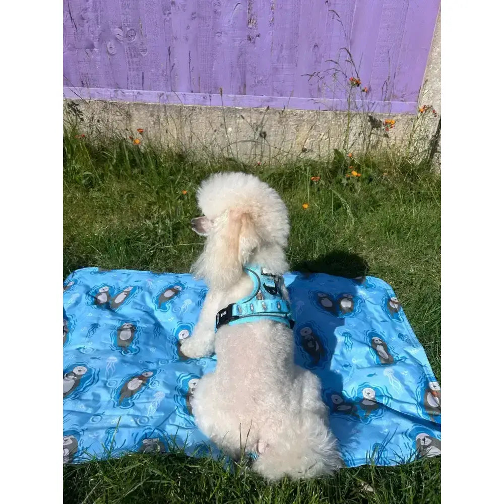 A fluffy white poodle wearing a light blue otterly lovely tactical dog harness sits on a bright blue penguin blanket