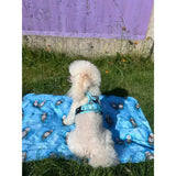 A fluffy white poodle wearing a light blue otterly lovely tactical dog harness sits on a bright blue penguin blanket