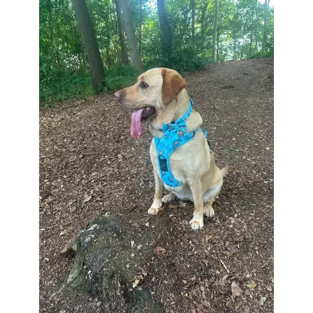 A light yellow labrador wearing a bright blue otterly lovely tactical dog harness for close control busy areas