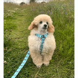 Otterly Lovely XXXS Puppy Harness Pet Products