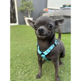 Otterly Lovely XXXS Puppy Harness Pet Products