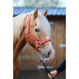 Red leather padded headcollar with white star patterns and 25mm webbing for equestrian use