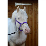 A white horse wearing a purple equestrian padded headcollar with 25mm webbing and silver hardware