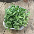 Pea Shoots Tendral Salad Box vegetables