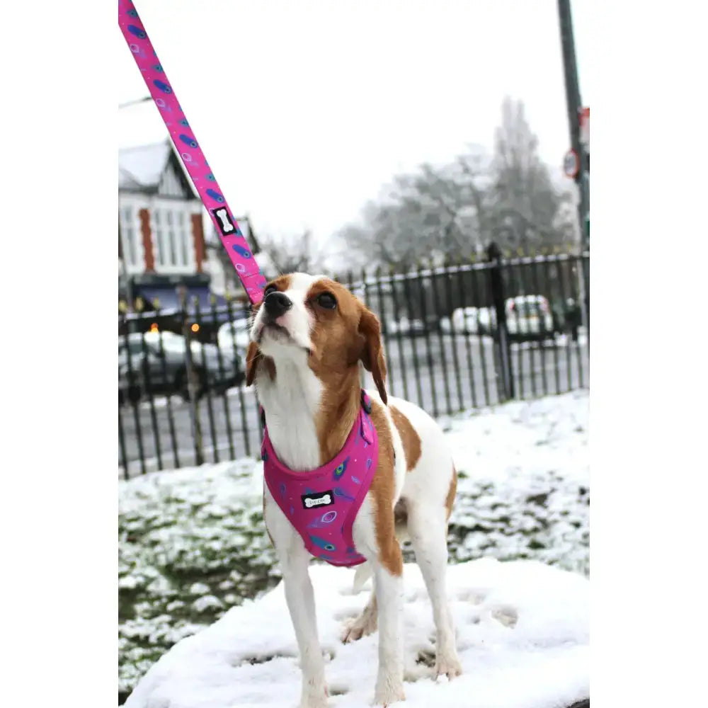 A vibrant pink peacock power harness with blue bones and circles pattern featuring breed brand name on front