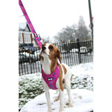 A vibrant pink peacock power harness with blue bones and circles pattern featuring breed brand name on front