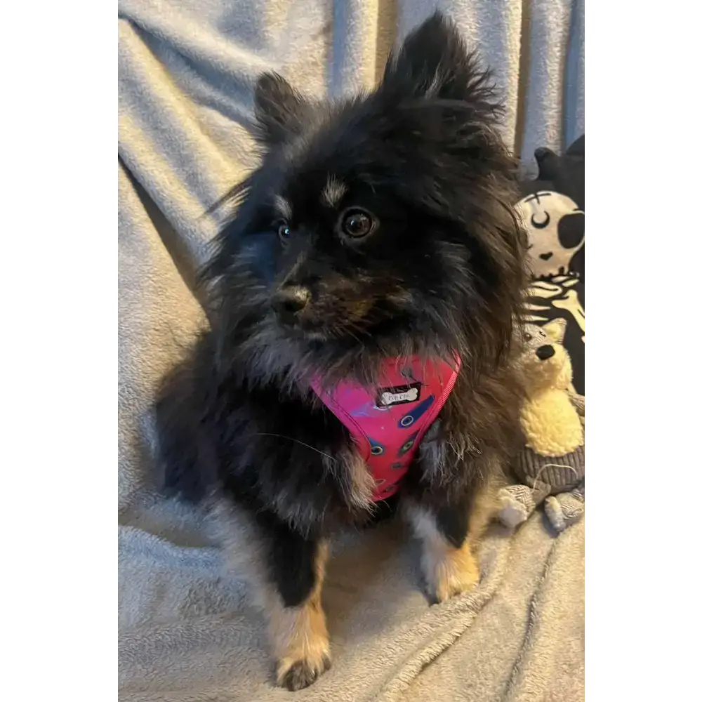 Peacock Power Adjustable Dog Harness - hot pink peacock feather dog harness Xxs Pet Products